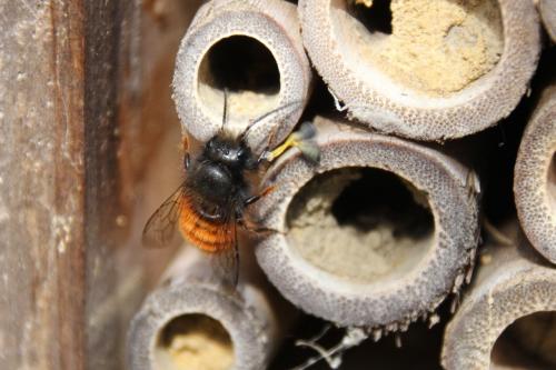 Osmia cornuta
